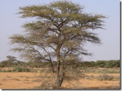 SOMALIA 098